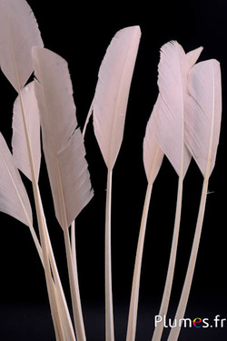 Panicule Cygne  - 30-35 cm - beige rosé